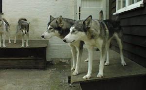 Flint Behind Libby both Leaders