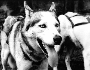 Jaxom - sadly died a 3 years ago