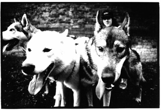 jaxom, Shermann + Numan