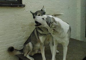 Numan + Storm at play !